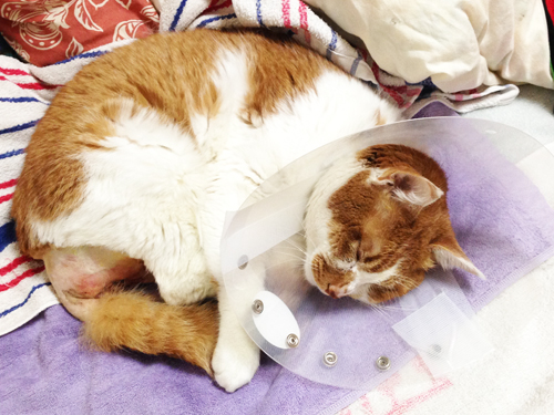 尿道結石による急性腎不全で手術した猫のてんちゃん